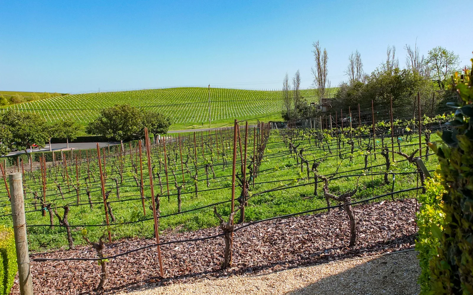 Vineyard landscape at Domaine Carneros in Napa Valley with rows of grapevines